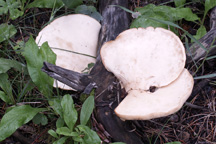 unknown mushroom