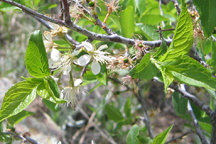 Prunus americana