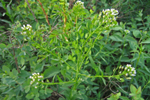 Lepidium ramosissum