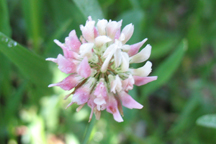 Trifolium parryi