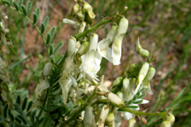 Astragalus drummondii