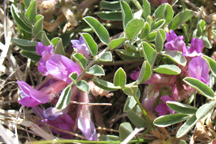 Astragalus shortianus