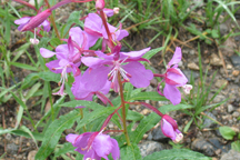 Chamerion augustifolium