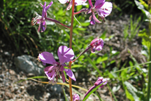 Chamerion augustifolium
