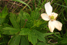 Geranium richardsonii