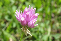 Allium geyeri