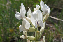 Astragalus crassicarpus