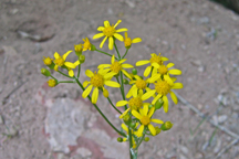 Packera dimorphophylla