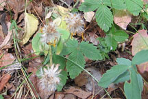 Arnica cordifolia