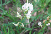 Astragalus tenellus