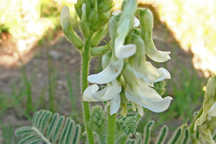 Astragalus drummondii