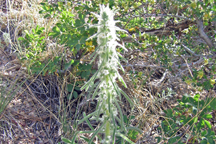 Oreocarya virgata