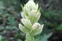 Castilleja rhexifolia