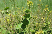 Lepidium perfoliatum