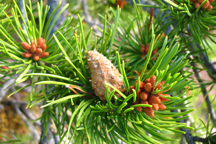 Pinus ponderosa scopulorum