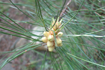 Pinus ponderosa scopulorum
