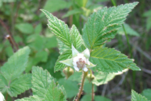 Rubus idaeus melanolasius