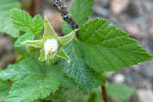 Rubus idaeus melanolasius