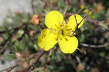Pentaphylloides floribunda