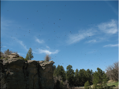 cliff swallows flying