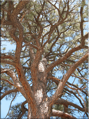 pine tree