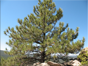 pine tree against the sky