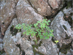 shrub growing in rocks