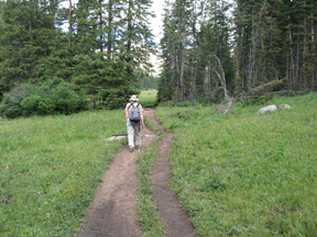 Path through mountain meadow