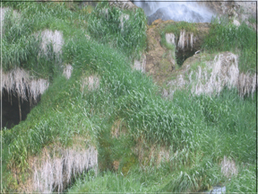 Grasses at the base of the falls