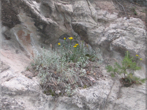 Flowers in the rocks