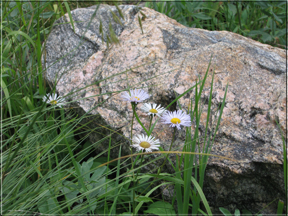 Rocks and flowers