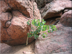 small aspen growing in rocks