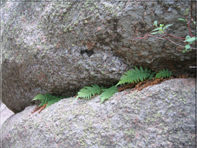 ferns growing in a crack in the rocks