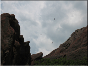 hawks over the rocks