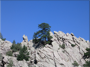 Rocky skyline with pine tree
