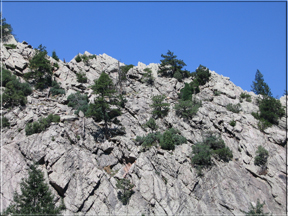 Trees clinging to a rocky cliff
